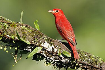 Summer tanager (Piranga rubra), a red tanager, on branch with bromeliad, Boca Tapada region, Costa Rica, Central America