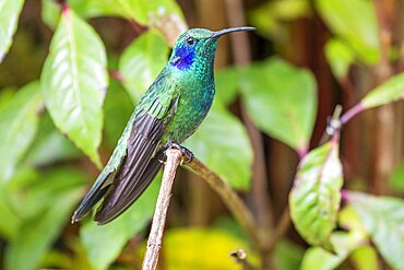 Mexican violetear (Colibri thalassinus), lives in the highlands, Cordillera de Talamanca, Costa Rica, Central America