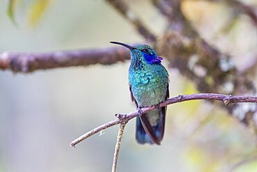 Mexican violetear (Colibri thalassinus), with splayed purple feathers on the head, the violet ears, lives in the highlands, Cordillera de Talamanca, Costa Rica, Central America