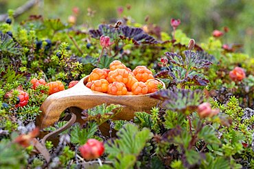 Cloudberries (Rubus chamaemorus) in a wooden cup, Finnmark, Lapland, Alta, Norway, Europe