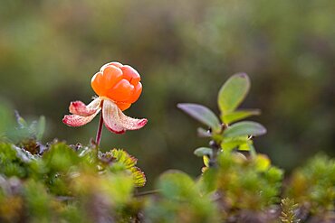 Cloudberry (Rubus chamaemorus), Finnmark, Lapland, Alta, Norway, Europe