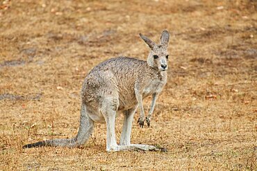 Eastern grey kangaroo (Macropus giganteus) standing on a tried up meadow, raining, Bavaria, Germany, Europe