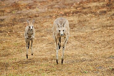 Eastern grey kangaroos (Macropus giganteus) jumping over on a tried up meadow, raining, Bavaria, Germany, Europe