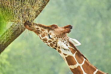 Reticulated giraffe (Giraffa camelopardalis reticulata), portrait, Germany, Europe