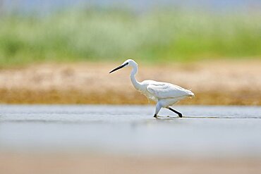 Little egret (Egretta garzetta) walking at the shore, hunting, sea, ebro delta, Catalonia, Spain, Europe