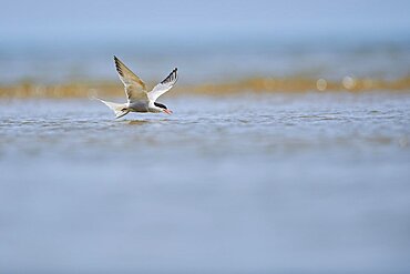 Elegant tern (Thalasseus elegans) flying in the sky above the sea, hunting, ebro delta, Catalonia, Spain, Europe