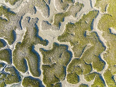 Network of dry channels and streams at low tide, in the marshland of the Bahia de Cadiz, aerial view, drone shot, Cadiz province, Andalusia, Spain, Europe