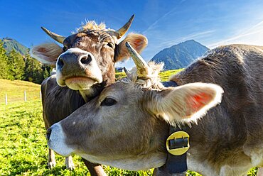 Allgaeuer Braunvieh (Bos primigenius taurus), Allgaeu, Bavaria, Germany, Europe