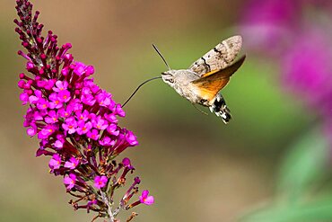 Hummingbird hawk-moth (Macroglossum stellatarum), flying, sucking nectar on flower of butterfly-bush (Buddleja davidii), Hesse, Germany, Europe