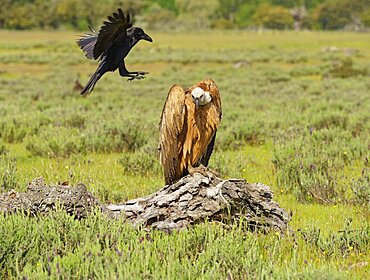 Griffon Vulture (Gyps fulvus) and Common Raven (Corvus corax) on the luder, Common Raven teases a Griffon Vulture, Castilla-La Mancha, Spain, Europe