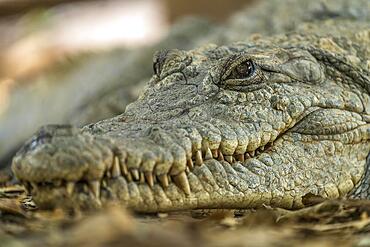 Nile crocodile in the sacred crocodile pool of Kachikally, Bakau, Gambia, West Africa, Africa