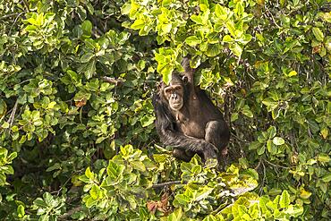 Chimpanzee on Baboon Island, River Gambia National Park, Gambia, West Africa, Africa