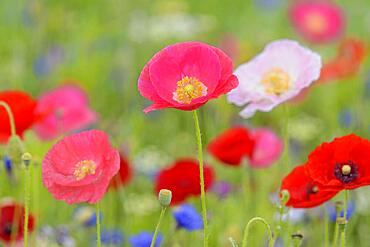 Flowering strip, flowering area with poppy flowers (Papaver rhoeas) and cornflowers (Centaurea cyanus), North Rhine-Westphalia, Germany, Europe