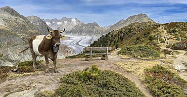 Cow grazing, behind Great Aletsch Glacier, Alpine panorama, Haerdernagrat, Riederalp, Bettmeralp, Valais, Switzerland, Europe