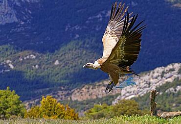 Griffon vulture (Gyps fulvus) with plastic bag, flight, Pyrenees, Catalonia, Spain, Europe