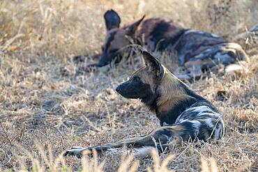 African wild dog (Lycaon pictus), South Luangwa, Zambia, Africa