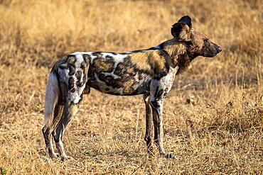 African wild dog (Lycaon pictus), South Luangwa, Zambia, Africa