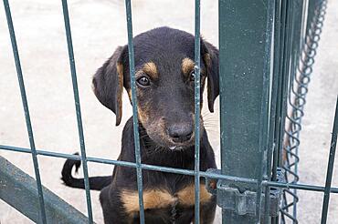 cute dog fence waiting be adopted. High resolution photo