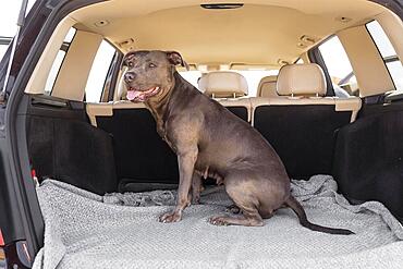 smiley dog staying car trunk