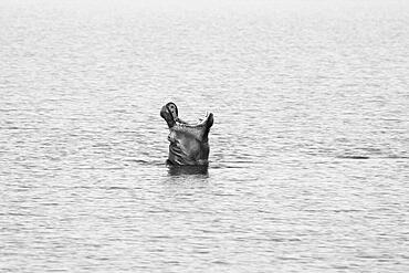 Hippos (Hippopotamus amphibius) yawning, the animal opens its mouth upward at the sky. Black and white image. Hwange National Park, Zimbabwe, Africa