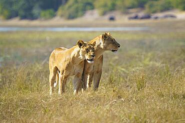 2 lionesses (Loxodonta africana) observing the area of the Chobe river edge. Chobe National Park, Botswana, Africa