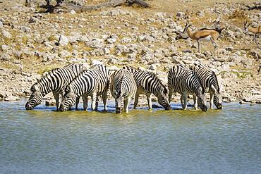 Zebras stand in water to drink. The common zebras (Equus burchelli) are in a line in the waterhole. Etosha National Park, Namibia, Africa