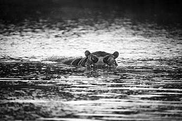 Hippopotamus (Hippopotamus amphibius) under water looking into camera. Black and white wildlife image. Hwange National Park, Zimbabwe, Africa