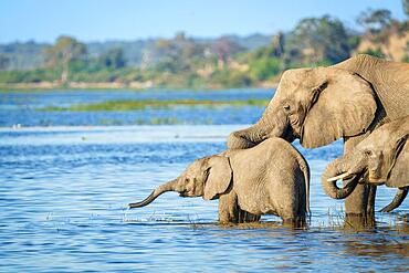 Elephant (Loxodonta africana) baby with adut anim drinking water at the Cobe River. Chobe National Park, Botswana, Africa