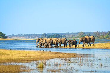 Elephant (Loxodonta africana) herd with babies drinking water at the scenic Cobe River. Chobe National Park, Botswana, Africa