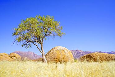 Green tree stands beside a beautiful round orange boulder rock in the barren, arid desert. Damaraland, Namibia, Africa