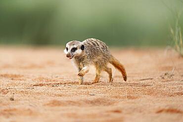 Meerkat (Suricata suricatta) baby crossing a red dune lifts up its left front leg. Kalahari, South Africa Kalahari, South Africa, Africa