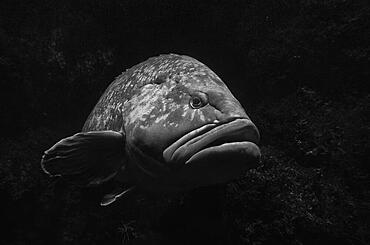 Dusky grouper (Epinephelus marginatus), captive, Baden-Wuerttemberg, Germany, Europe