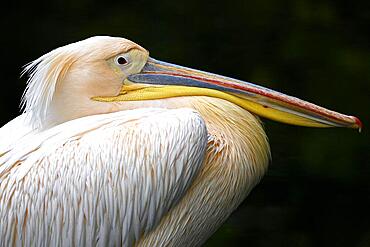 Great white pelican (Pelecanus onocrotalus), captive, Baden-Wuerttemberg, Germany, Europe