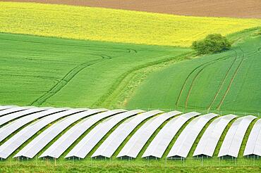 Landscape, solar area, fields, rape field, blossom, spring, Miltenberg, Spessart, Bavaria, Germany, Europe