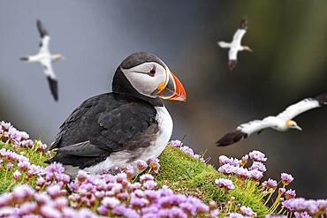 Atlantic puffin (Fratercula arctica) on sea cliff top and flying gannets in seabird colony, Shetland Islands, Scotland, UK