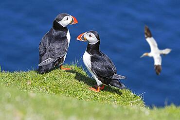 Two Atlantic puffins (Fratercula arctica) on sea cliff top and gannet flying by in seabird colony, Shetland Islands, Scotland, UK