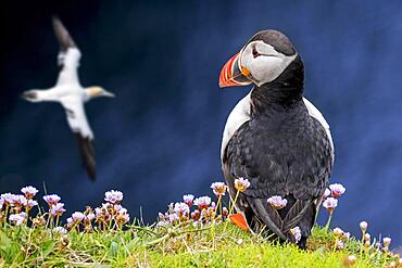 Atlantic puffin (Fratercula arctica) on sea cliff top watching gannet flying by in seabird colony, Scotland, UK