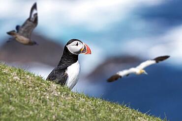 Atlantic puffin (Fratercula arctica) on sea cliff top and great skua chasing gannet in seabird colony, Shetland Islands, Scotland, UK