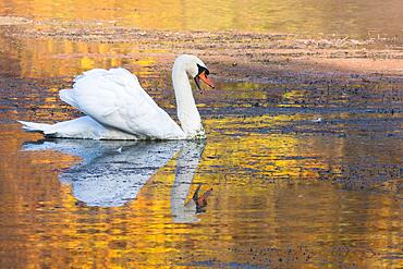 Swimming Mute Swan (Cygnus olor), open beak, autumn mood, Hesse, Germany, Europe