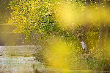 Grey heron (Ardea cinerea) standing on the bank of a river, autumn atmosphere, Hesse, Germany, Europe