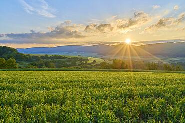 Landscape, soybean field, sunrise, spring, Grossheubach, Lower Main, Spessart, Bavaria, Germany, Europe