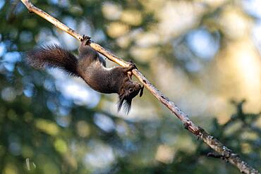 Squirrel (Sciurus) hanging upside down from a branch, Arosa, Canton Grisons, Switzerland, Europe