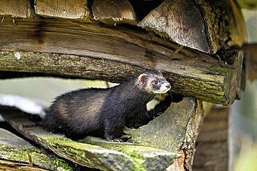 European polecat (Mustela putorius) also called ferret, sitting on wood pile, captive, Switzerland, Europe