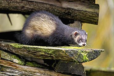 European polecat (Mustela putorius) also called ferret, sitting on wood pile, captive, Switzerland, Europe