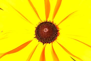 Flowering yellow coneflower, flowers, Germany, Europe