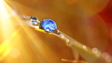 Macro shot of a water drop on a plant in sunlight