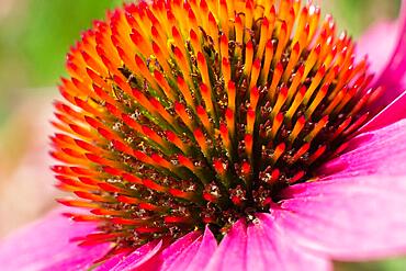 Close up flower of purple coneflower (echinacea) purpurea