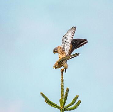 Common kestrel (Falco tinnunculus) copulating, Germany, Europe