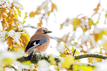 Eurasian jay (Garrulus glandarius) standing on branch of an english oak (Quercus robur), snow-covered branches and leaves, Hesse, Germany, Europe