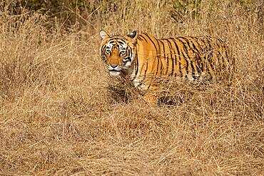 Wild tiger walking through an open area of dry grass in the dry forests of Ranthambore national park in India